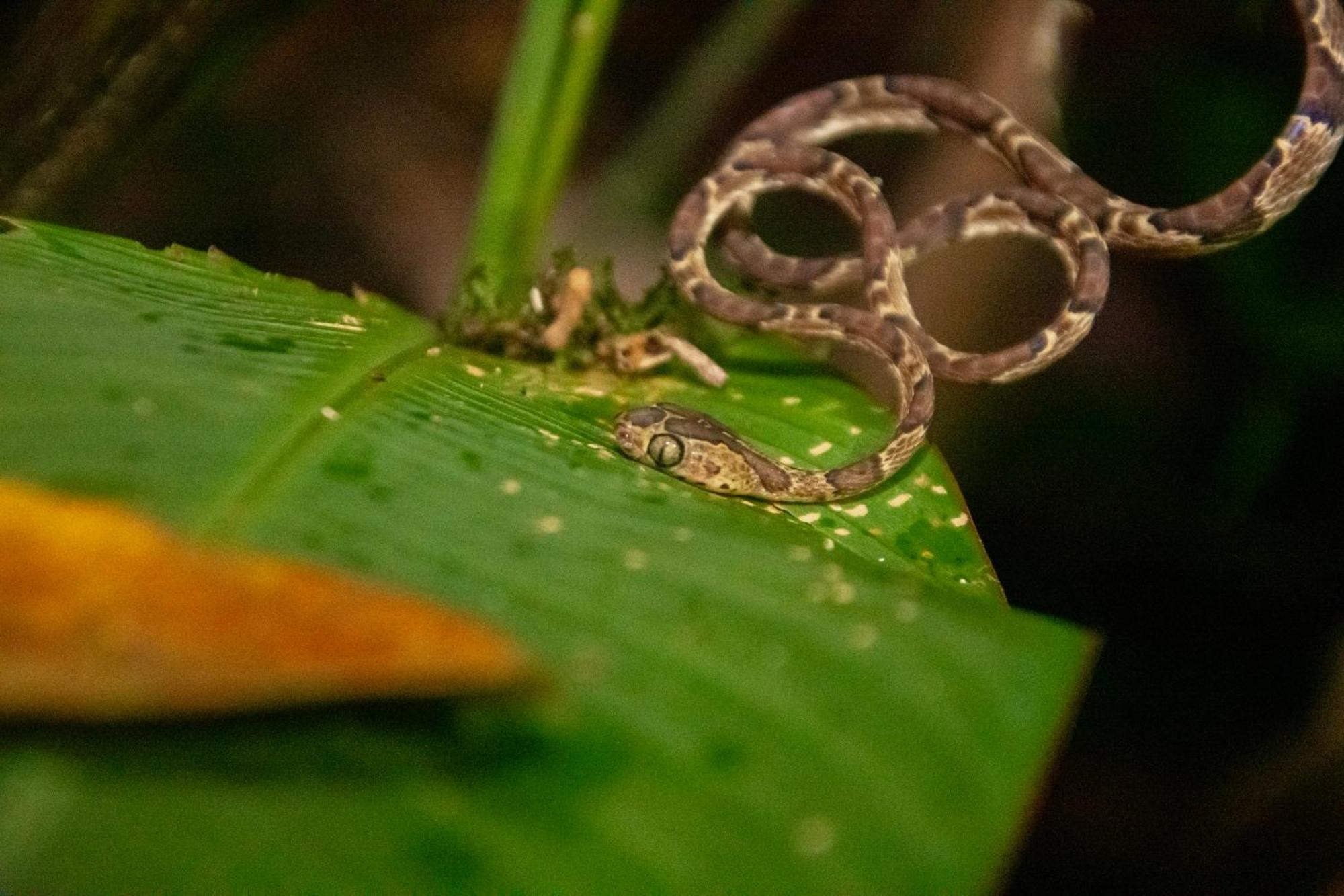 Los Amigos Jungle Hotel Tortuguero Extérieur photo